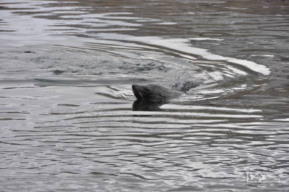 Um lobo marinho nada nas águas geladas de Stromness, na Geórgia do Sul
